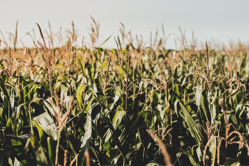 Agri-uur: Jongste Safex-nuus | News Article