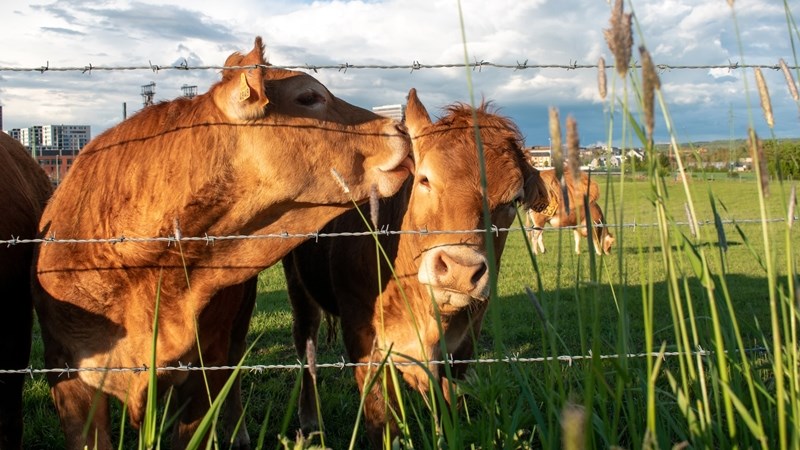 Landbounuus: Vrystaat Landbou veroordeel plaasaanvalle ten sterkste | News Article