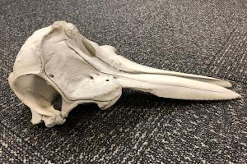 Dolphin skull discovered in bag at US airport | News Article