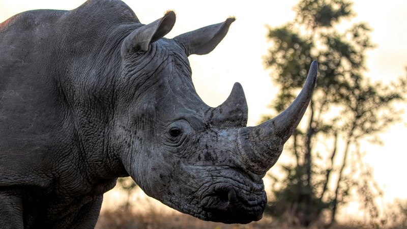 Organisasie waarsku Kalahari-renosterstropers | News Article