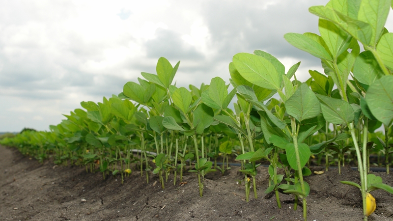 Agri-uur: Jongste Safex-nuus | News Article