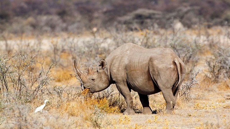 Namibia rhino poaching surged 93% in 2022  | News Article