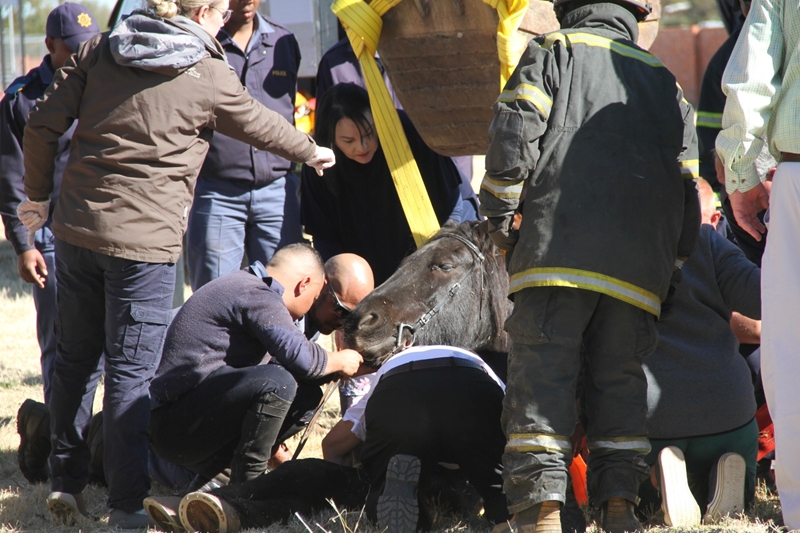 Perd ongedeerd uit sinkgat gehaal | News Article