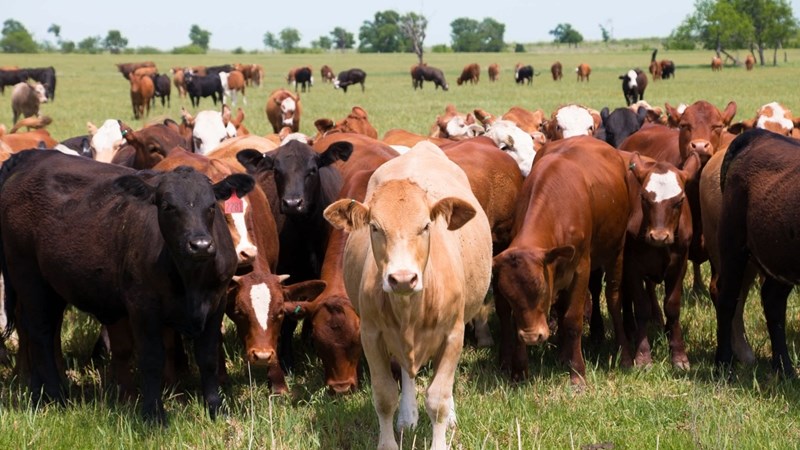 Three questioned over murder of anti-stock theft patrollers Three questioned over murder of anti-stock theft patrollers | News Article