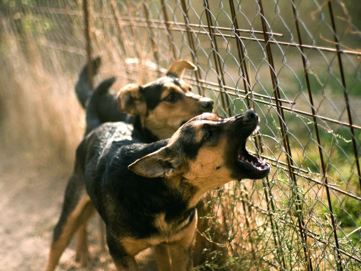 Bloemfontein woman (18) arrested after allegedly releasing dogs on police officers | News Article