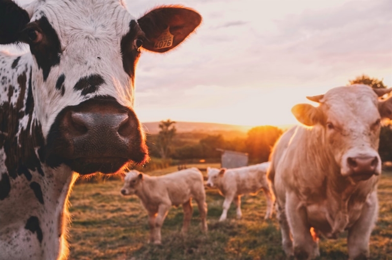 Cow wanders into mall clothing store in India | News Article