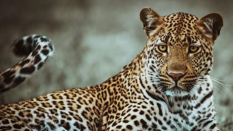 Wildtuin-werknemer wen hofstryd ná seun se dood in luiperdaanval Wildtuin-werknemer wen hofstryd ná seun se dood in luiperdaanval | News Article
