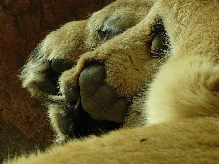 Lioness that escaped Free State enclosure euthanised | News Article