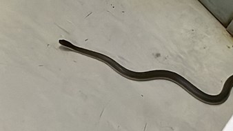People terrified of snake slithering from hospital's ceiling | News Article