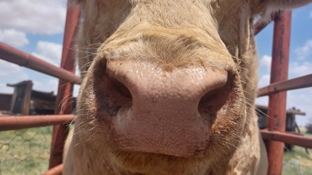 Naspeurbaarheid van vee oplossing vir veediefstal | News Article