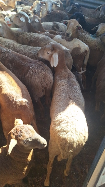 Veediefstal: Twee in Noord-Kaap en Vrystaatse speurder aangekeer | News Article