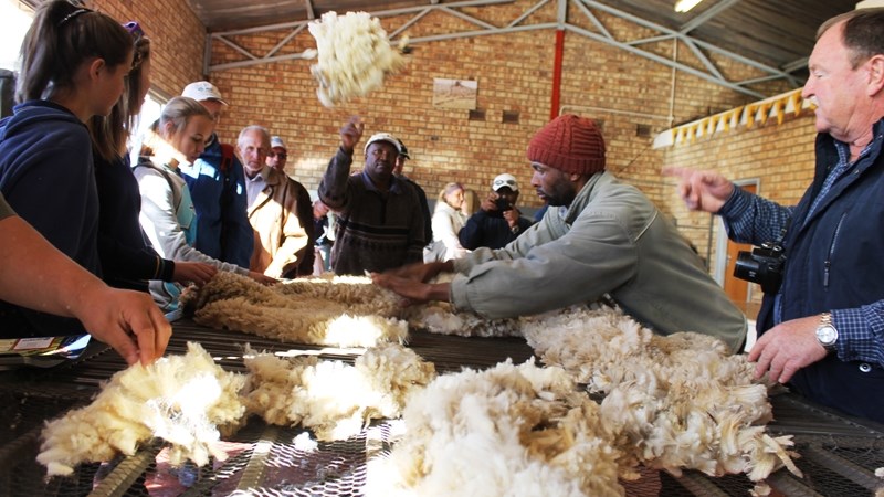 82,2% van bale tydens laaste wolveiling van seisoen verkoop | News Article
