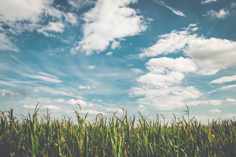 Agri-uur: Jongste Safex-nuus | News Article