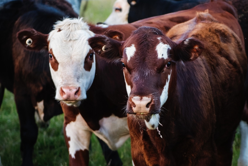 What’s new in Farmer’s Weekly? | News Article