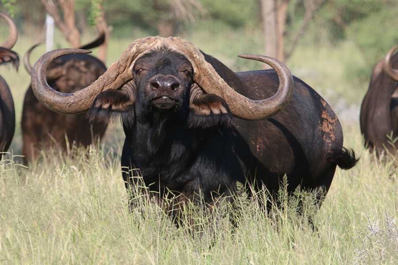 Man killed by buffalo on Limpopo farm | News Article