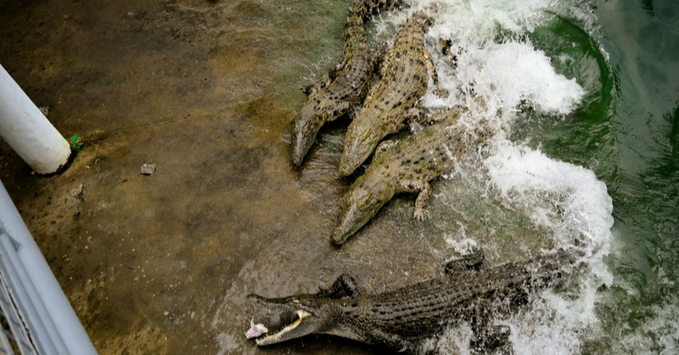 14 escaped crocodiles in Tongaat recaptured | News Article