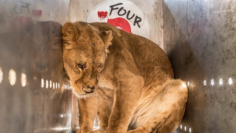 Four paws makes a case for interim intervention to eliminate lion breeding | News Article