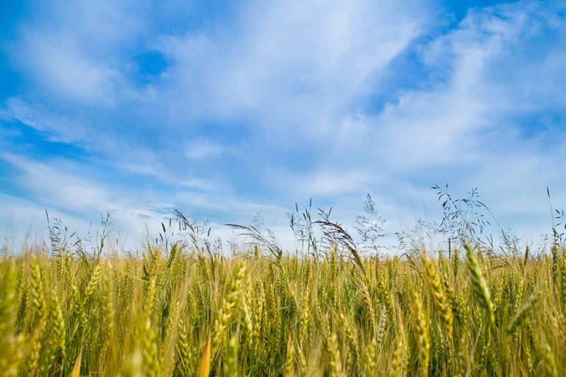 Agri-Uur: Jongste Safex-nuus | News Article