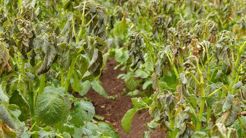 Wydverspreide ryp in Limpopo groot uitdaging vir groentemarkte Wydverspreide ryp in Limpopo groot uitdaging vir groentemarkte | News Article