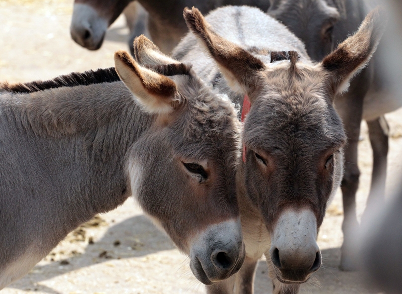 Afrika se donkies vir Chinese produkte uitgewis | News Article