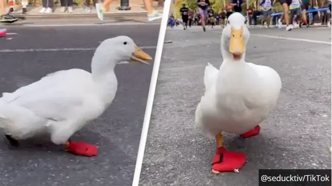 Weird Wide Web - Ducking marathon Weird Wide Web - Ducking marathon | News Article