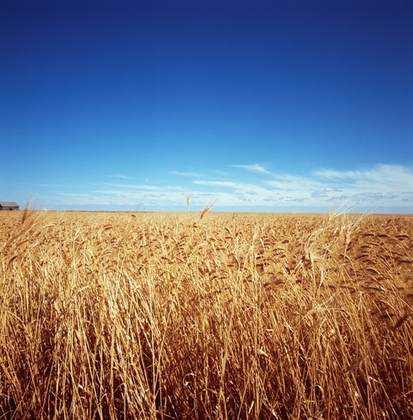 Agri-Uur: Jongste Safex-nuus | News Article