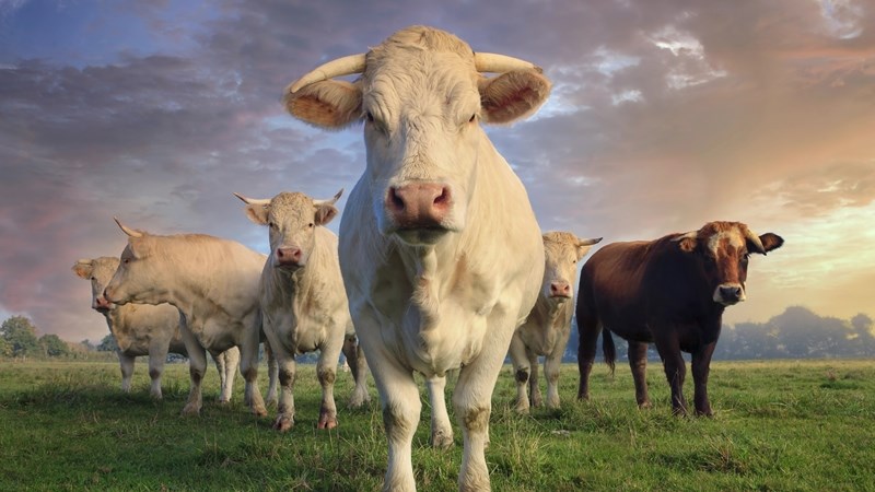 Beefmaster lewer beesvleis aan Saoedi-Arabië Beefmaster lewer beesvleis aan Saoedi-Arabië | News Article