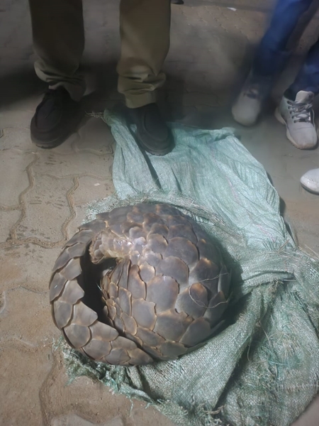 Illegal possession of pangolin: Arrests made in North West | News Article