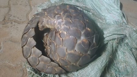 Illegal possession of pangolin: Arrests made in North West | News Article