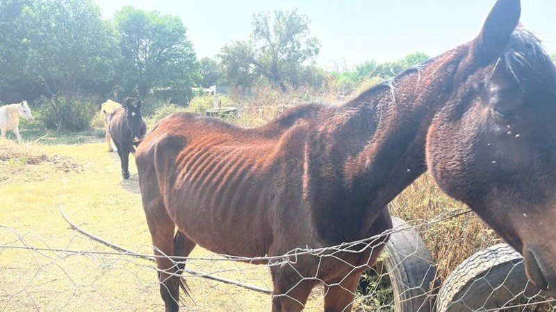 Brandfort-vrou skuldig bevind aan gruwelike verwaarlosing van ses perde | News Article