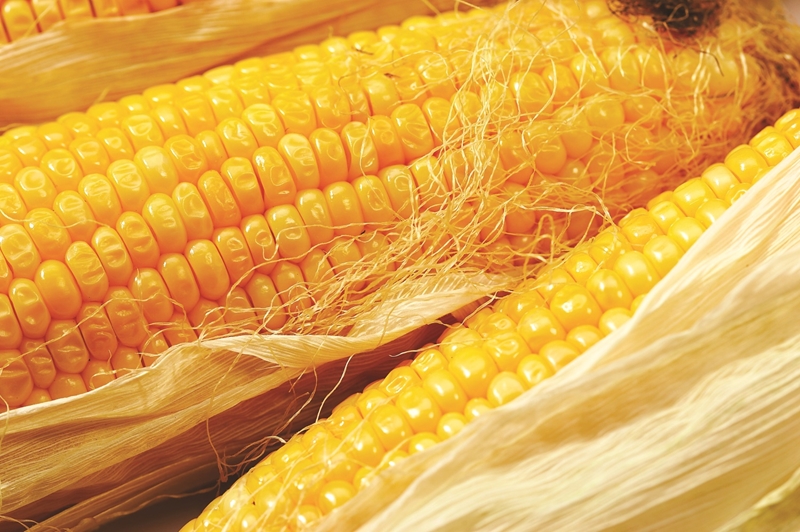 Agri-Uur: Jongste Safex-nuus | News Article