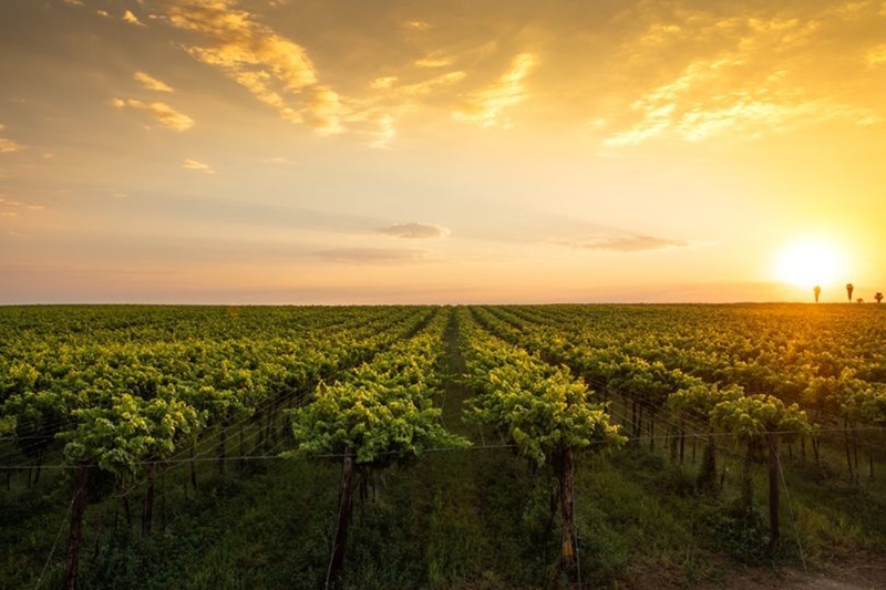 Hier is van jou hoof landboustories op OFM | News Article