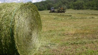 Landbounuus-podcast: Droogtehulp-organisasie help boere wat deur Noord-Kaap-veldbrande geraak is  | News Article