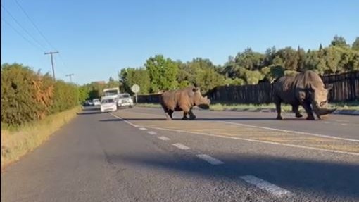 #TheGreatEscape: Rhino duo roams Bfn streets - VIDEO | News Article