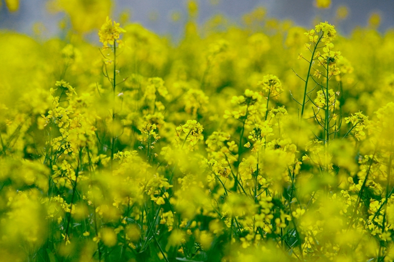 Agri-uur: Jongste Safex-nuus | News Article