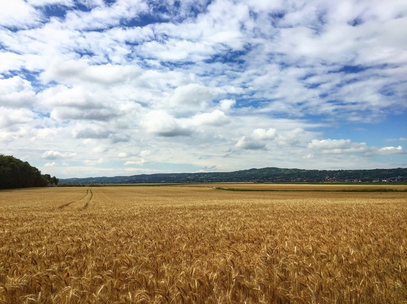 Agri-uur: Jongste Safex-nuus | News Article