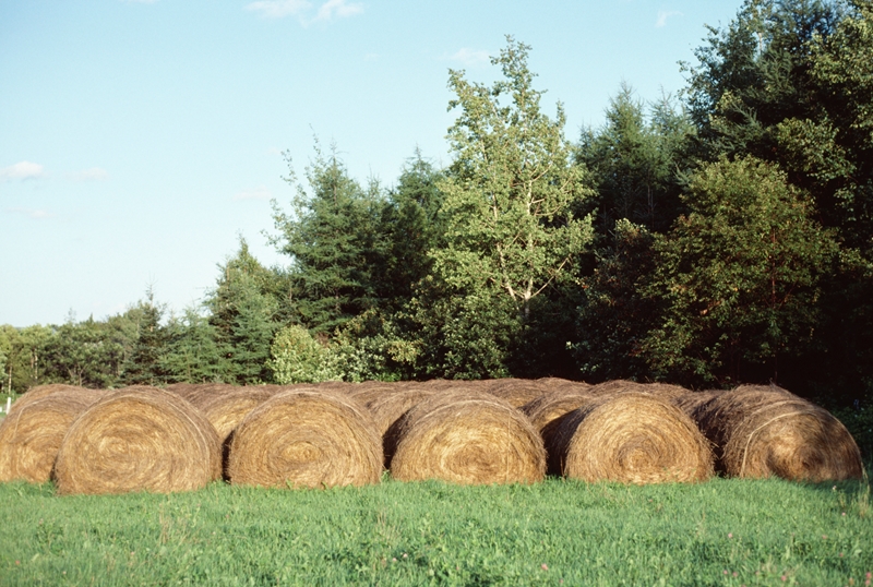 Agri-Uur: Jongste Safex-nuus | News Article
