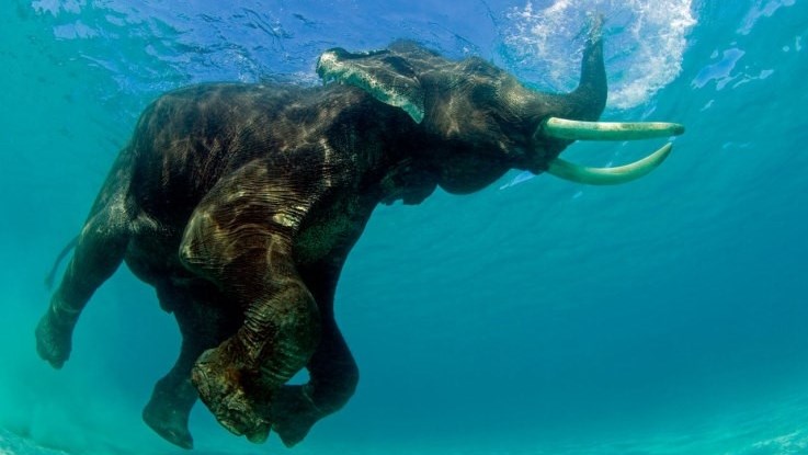 Weird Wide Web – Olifant uit strandmeer gered ná 12 uur in water | News Article