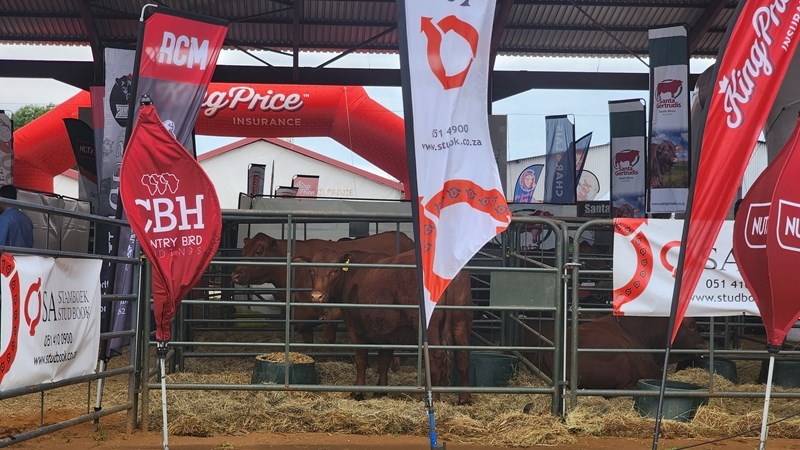 Dieregesondheid top-prioriteit by NAMPO ALFA | News Article