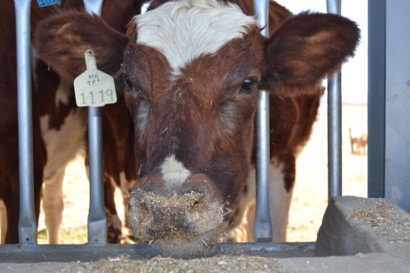 Agripreneur Farmers Institute appoints veterinarian | News Article