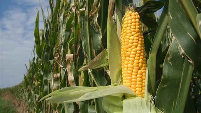 Agri-Uur: Jongste Safex-nuus Agri-Uur: Jongste Safex-nuus | News Article