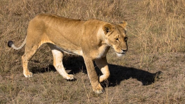 Search for lioness continues after escape in North West Search for lioness continues after escape in North West | News Article