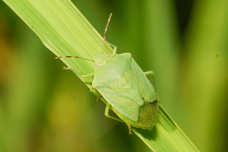 Sustainable stinkbug control in macadamia orchards | News Article