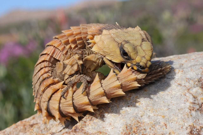 Toekoms lyk duister vir reptiele weens smokkelhandel | News Article