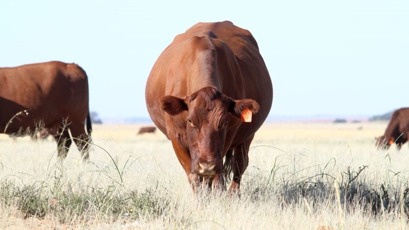 Hier is vandeesweek se lewendehawe pryse Hier is vandeesweek se lewendehawe pryse | News Article