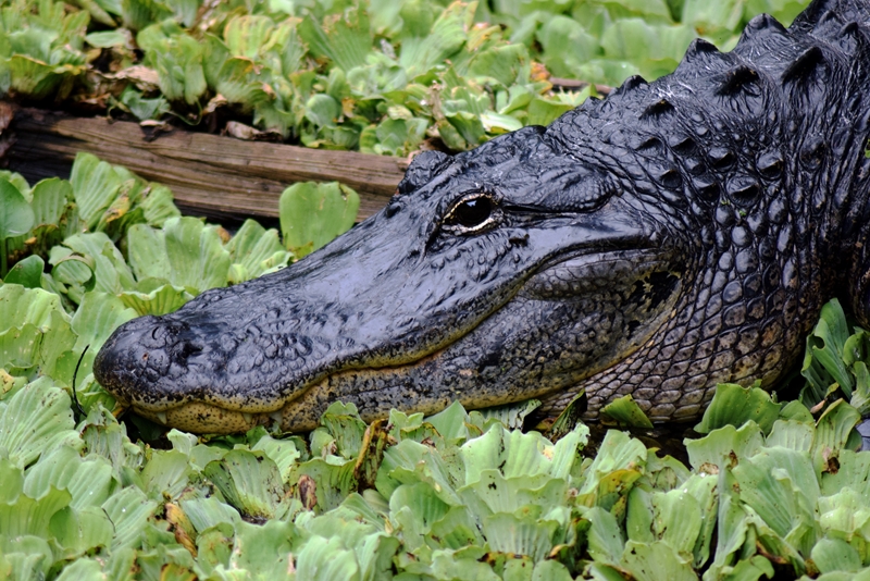 Alligator found hiding under Florida resident's Jeep | News Article
