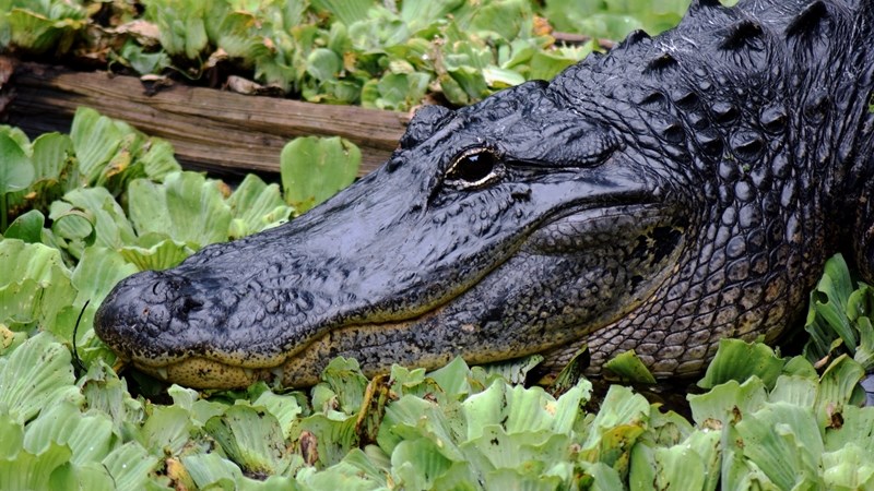Alligator found hiding under Florida resident's Jeep | News Article