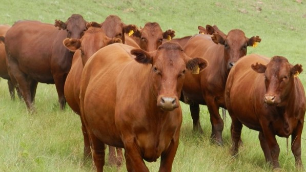 Stock theft rears its head in Lejweleputswa Stock theft rears its head in Lejweleputswa | News Article