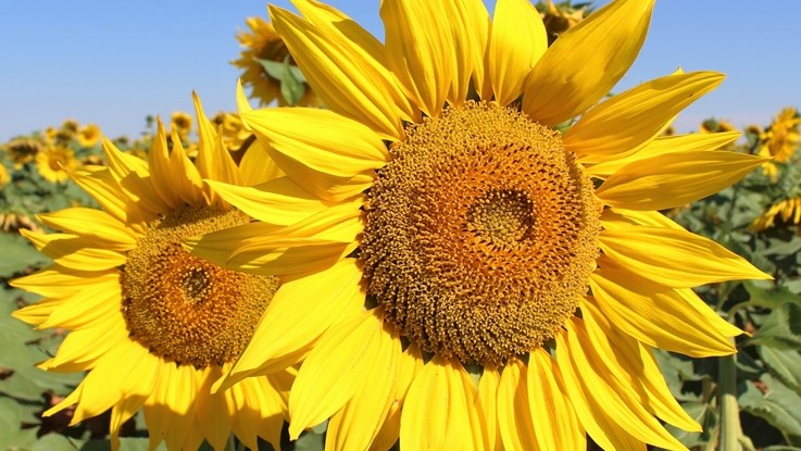 Sonneblompryse steeds hoog Sonneblompryse steeds hoog | News Article