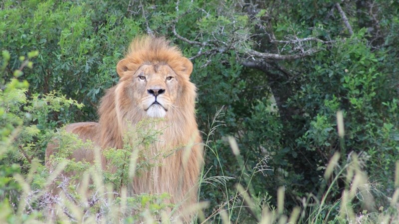 Two lions from Ukraine relocated to Eastern Cape Two lions from Ukraine relocated to Eastern Cape | News Article